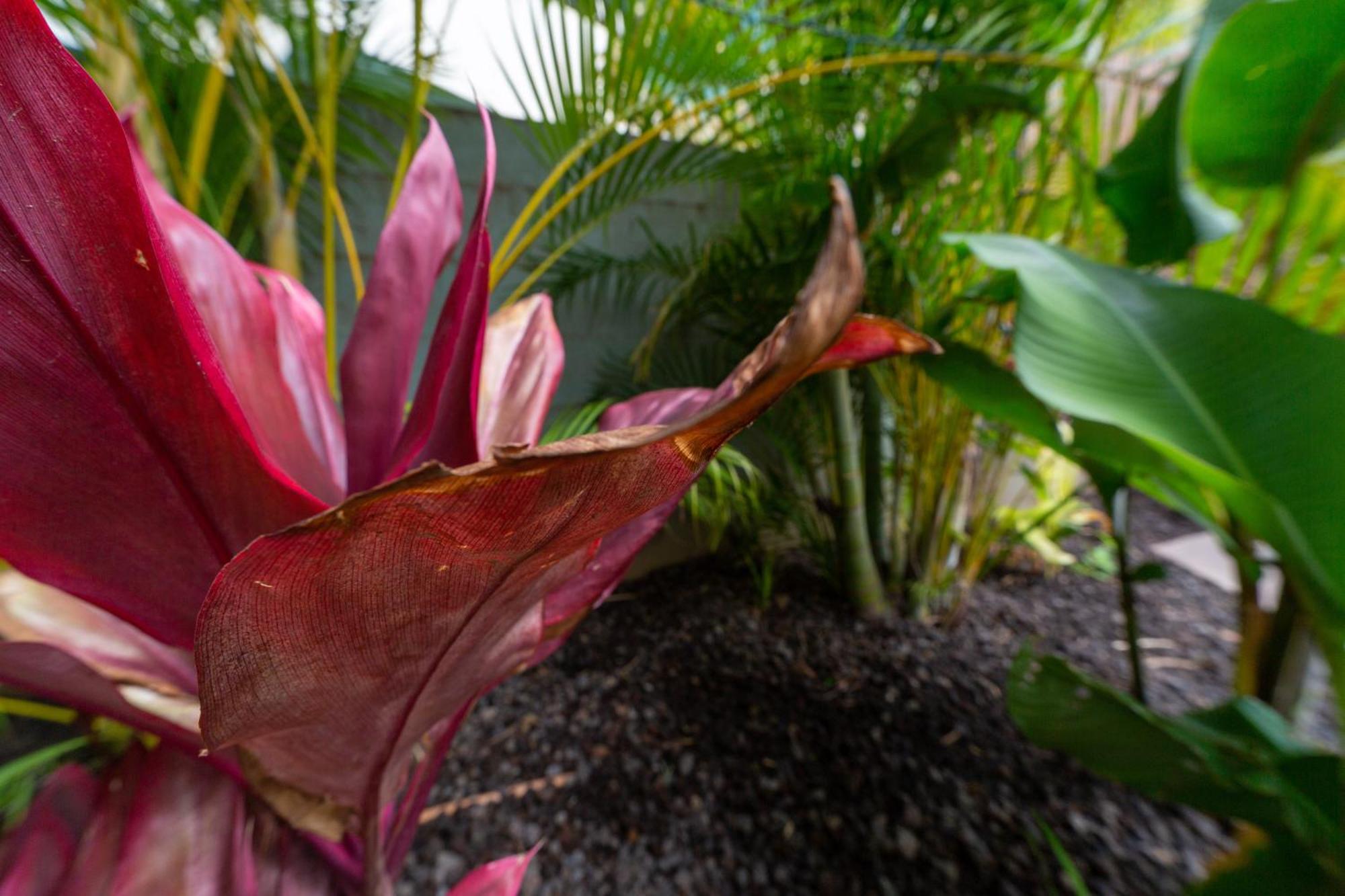 Bamboo Suite, 1 Bedroom, Sleeps 4, Pool & Bbq, Pre-Renovation Summer Sale Kihei Luaran gambar