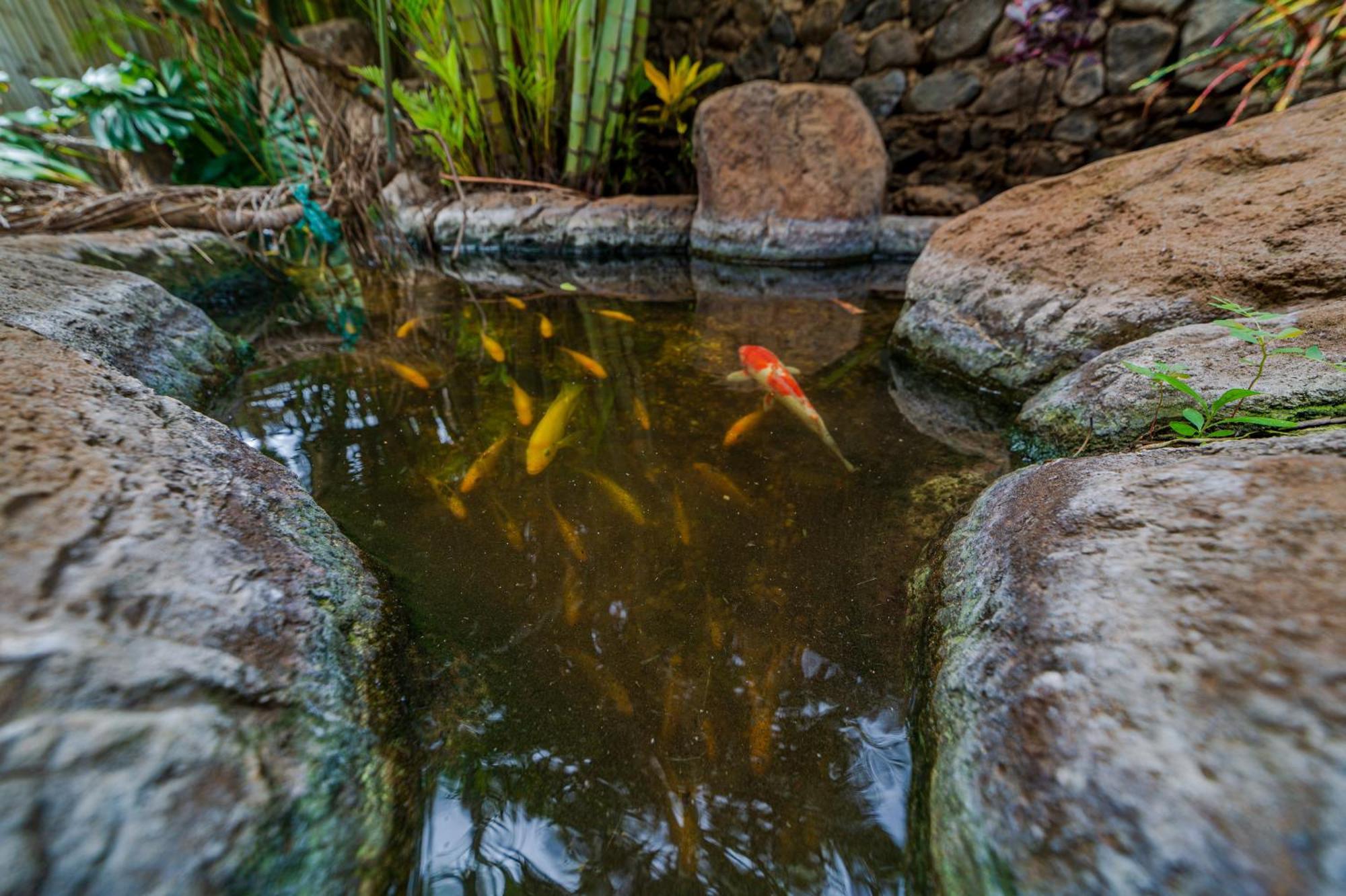 Bamboo Suite, 1 Bedroom, Sleeps 4, Pool & Bbq, Pre-Renovation Summer Sale Kihei Luaran gambar